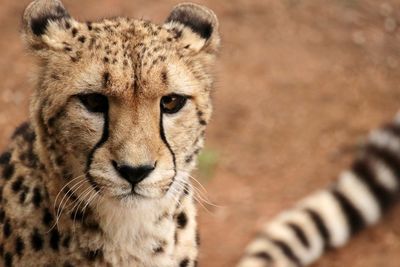 Close-up portrait of lion