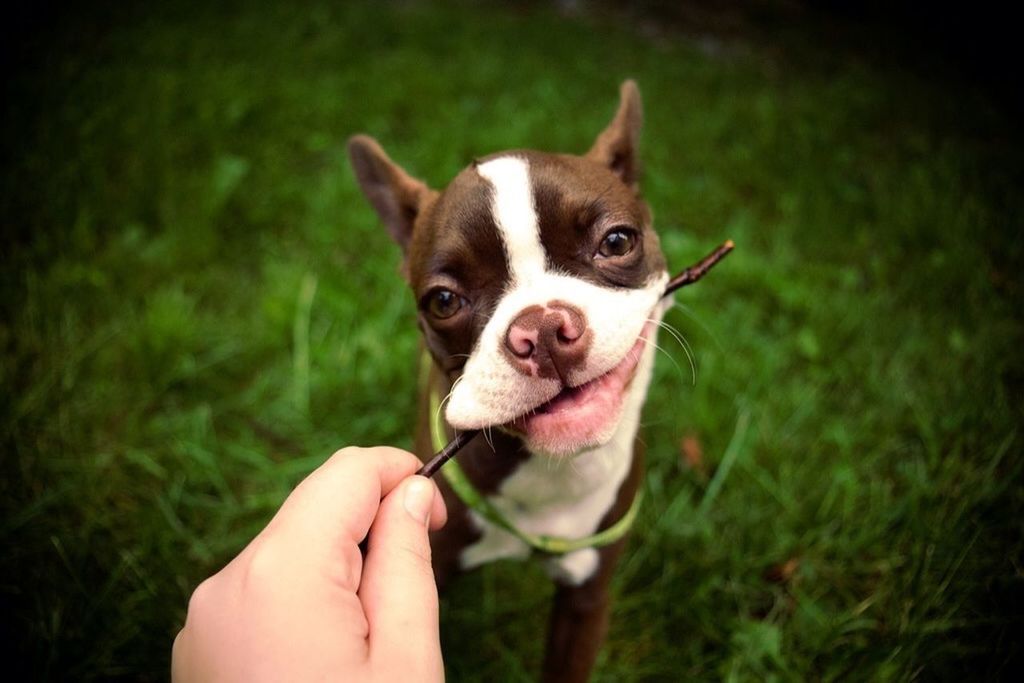 person, holding, one animal, animal themes, pets, part of, domestic animals, unrecognizable person, human finger, dog, cropped, mammal, personal perspective, focus on foreground, lifestyles, close-up, grass