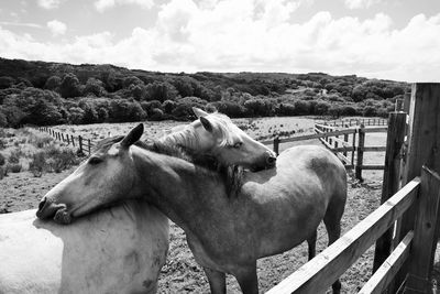 Horses in the field