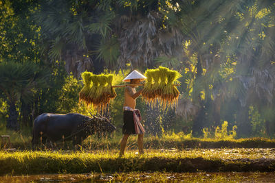 Man walking on rice paddy