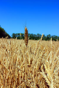 Scenic view of wheat field against clear blue sky