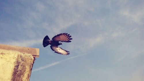 Bird flying against sky