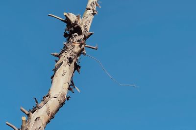 Low angle view of tree against clear blue sky