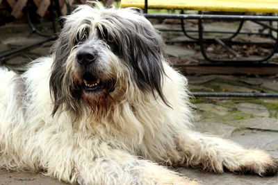 Close-up portrait of a dog