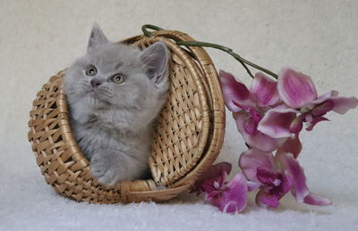 Close-up of cat in basket