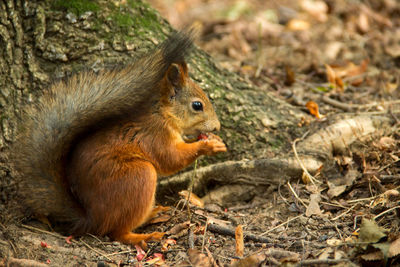 Close-up of squirrel eating a nut