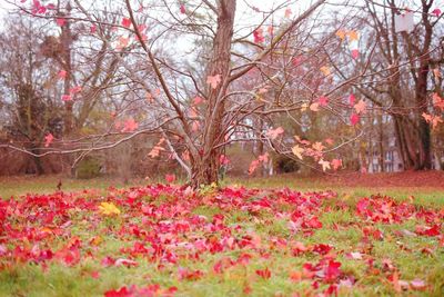 Pink flowers on tree