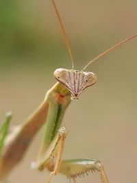 Close-up of insect on leaf