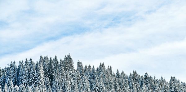 Low angle view of pine trees against sky during winter