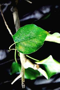 Close-up of insect on plant