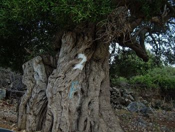 Low angle view of trees