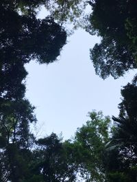 Low angle view of trees against sky