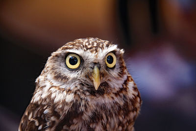 Close-up portrait of owl