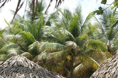 Close-up of palm tree against sky