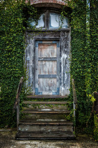 Close-up of ivy growing on abandoned building