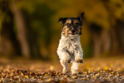 Dog running outdoors