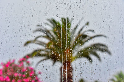 Close-up of wet glass window during rainy season