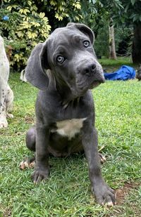 Close-up of dog on grassy field