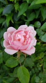 Close-up of pink rose blooming outdoors