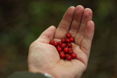 Close-up of hand holding strawberries