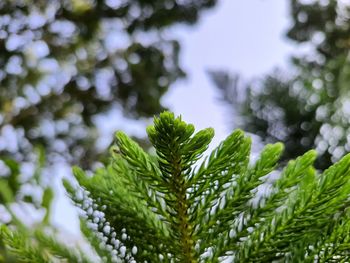 Green young leaves are emerging spontaneously.