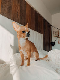 Dog looking away while sitting on bed at home