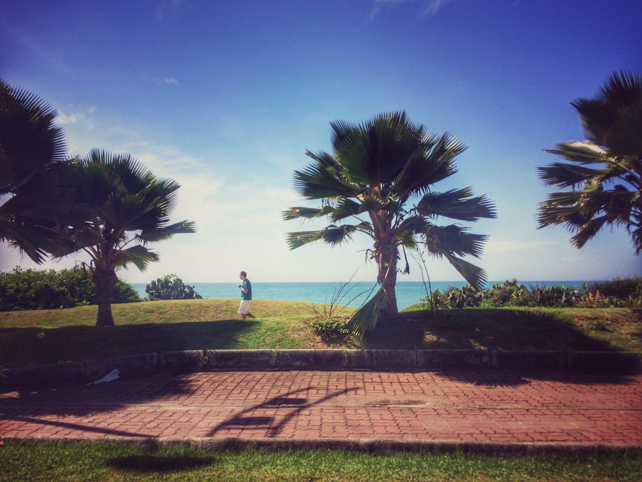 tree, palm tree, incidental people, shadow, growth, tranquil scene, park - man made space, field, blue, water, outdoors, footpath, day, tranquility, scenics, sky, nature, tourism, beauty in nature, in front of, green color, vacations, cloud - sky