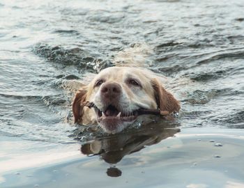 Portrait of dog swimming in water