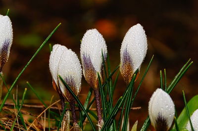 Close-up of purple crocus flowers on field