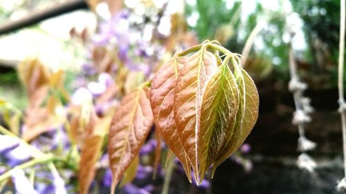 Close-up of green leaves on plant