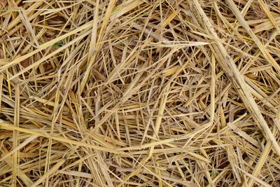 Full frame shot of dry grass