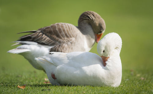 Mallard duck on field