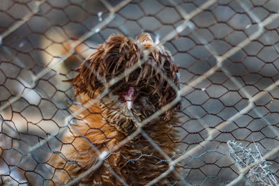 Cat in cage at zoo