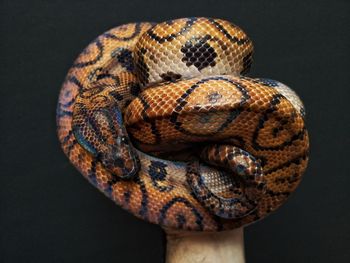 Close-up of snake against black background