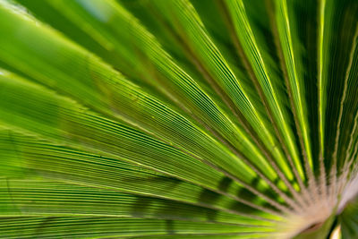 Full frame shot of palm tree leaves