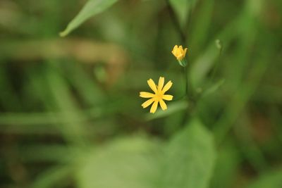 Close-up of yellow flowers