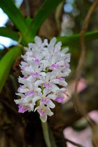 Close-up of purple flowering plant