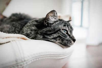 Close-up side view of a cat resting on couch