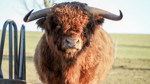 Portrait of a horse on field