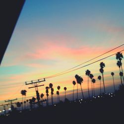 Low angle view of palm trees against sky