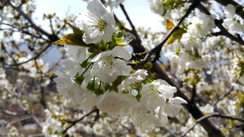 Low angle view of apple blossoms in spring