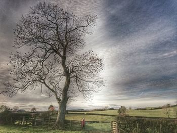 Tree at sunset