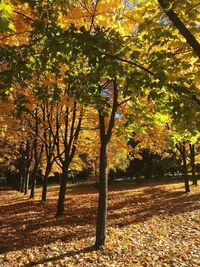 Trees on field during autumn