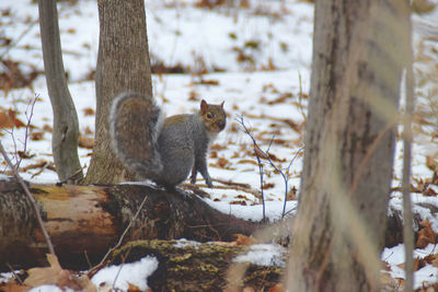 Squirrel on tree trunk during winter