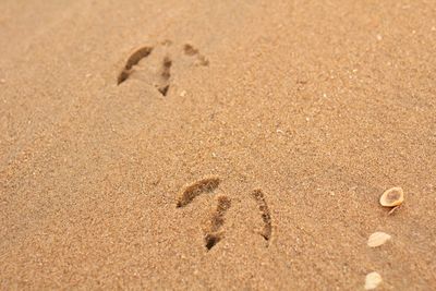 High angle view of animal footprint on sand