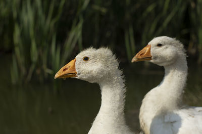 Close-up of a bird