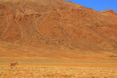 Zebra standing on field against mountain