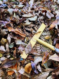 Close-up of dry autumn leaves