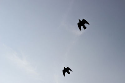 Low angle view of birds flying against clear sky on sunny day