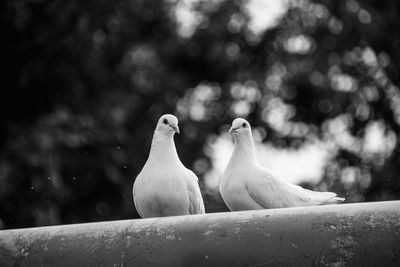 Close-up of pigeons perching on retaining wall